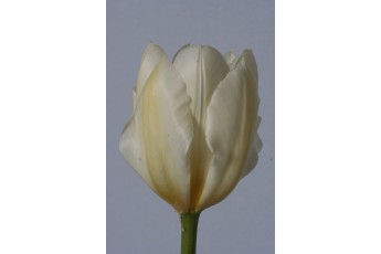 PURISSIMA